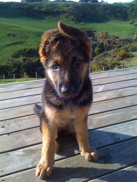 The guidelines for how a breed should look, health testing, etc) and acts as experts on their breeds for education of. Bella the German Shepherd - Cute Puppy Pictures Daily