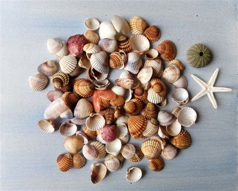 Bulk Assorted Colorful Small Seashells Sea Urchin Shells Mix Etsy