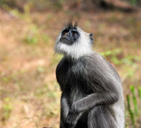 The Life Journey In Photography Gray Langur Aka Black Faced Monkey