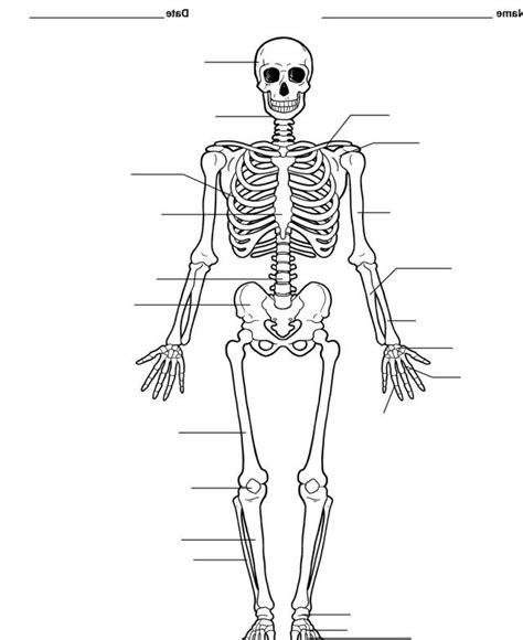 Blank Skeleton Diagram To Label Pdf