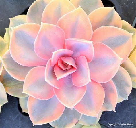 Pink Succulent Colorful Succulents Cacti And Succulents Planting