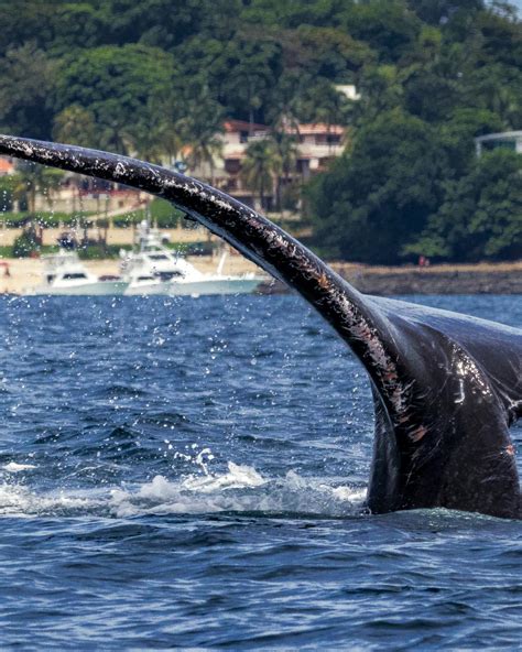 Tours de Avistamiento de Ballenas en Panamá Vida Silvestre