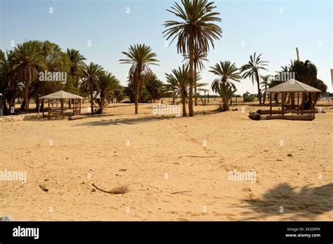 The Beautiful Prophet Moses Springs Water Wells And Palms In Sinai