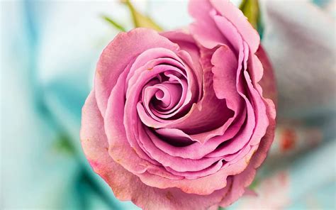 Pink Rosebud Beautiful Flower Pink Roses Blur Bokeh Hd Wallpaper