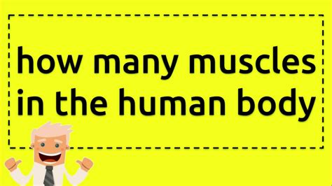 It is large and powerful because it has the job of keeping the trunk of the body in an. how many muscles in the human body - YouTube