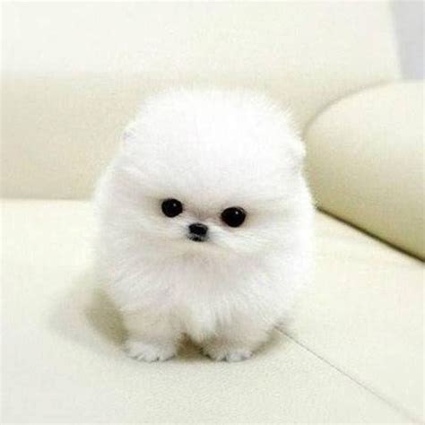 Chiquito Cute Teacup Puppies Cute Puppies Dogs And Puppies Cute