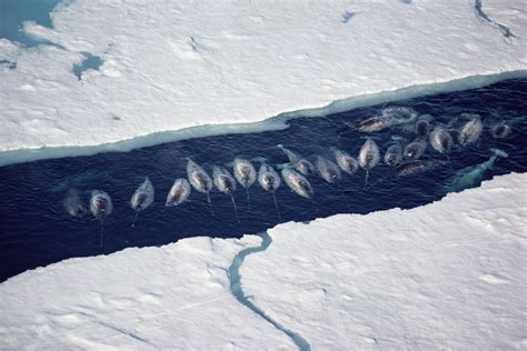 Narwhals Are Helping Nasa Understand Melting Ice And Rising Seas