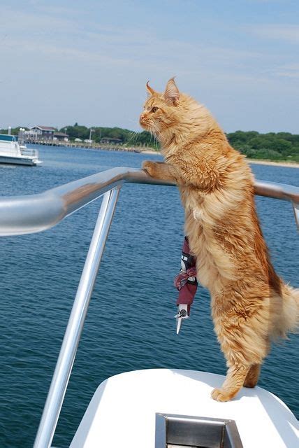 You Dont Think Of Cats On Boats But They Do Love Fish Even If They