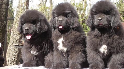 Funny And Cute Newfoundland Dog Puppies Youtube
