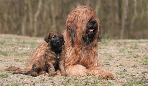 Briard Dog Breed Information And Images K9 Research Lab