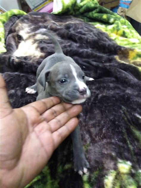 If you are considering adopting a blue pit. American Pit Bull Terrier Puppies For Sale | Portsmouth, VA #304818