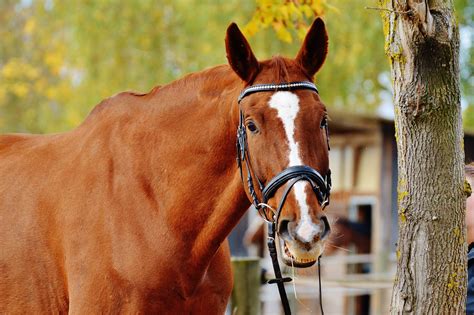 3840x2160 Wallpaper Animal Horse Making A Face Funny Horse