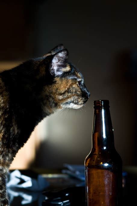 21 Cats Getting Drunk
