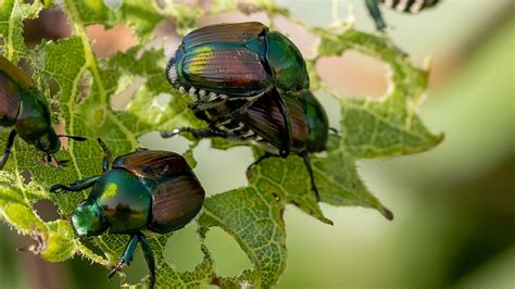 Rid Your Garden Of Japanese Beetles With A Simple 2 Ingredient Mixture