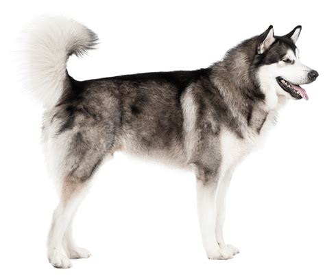 Alaskan Malamute Dog Breed Facts And Information Wag Dog Walking