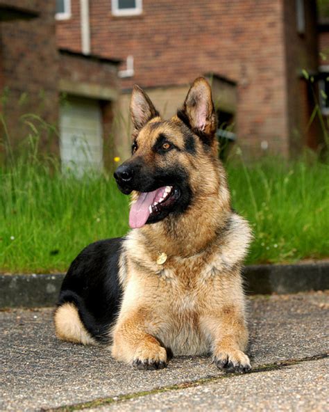 Five Best Large German Dog Breeds Pethelpful