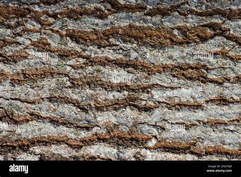 Aspen Bark Texture Natural Background For Design Stock Photo Alamy