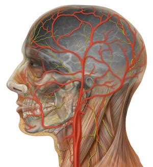 They can be called the main arteries of the head and neck. Blocked arteries in neck | General center | SteadyHealth.com