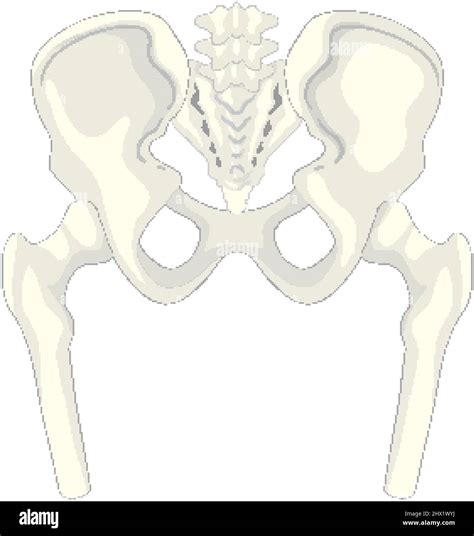 Anatomy Human Pelvis On White Background Illustration Stock Vector