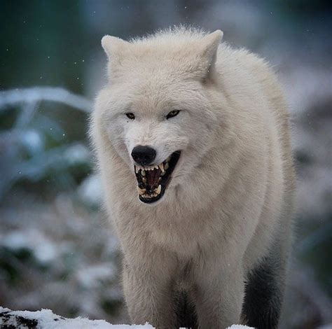 5096 Curtidas 32 Comentários Wolf Wolves Of Instagram 🐺 Livewith