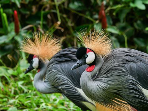 Discover The Birds Of Kenya Africa