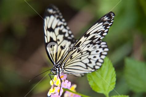 Butterfly Royalty Free Stock Image Storyblocks