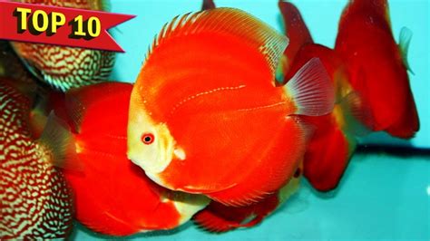 Top 10 Expensive Discus Fish Varieties Youtube