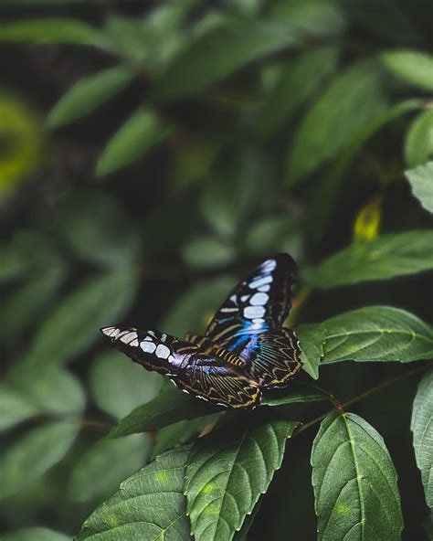 Butterfly Colorful Insect Leaves Macro Hd Phone Wallpaper Peakpx