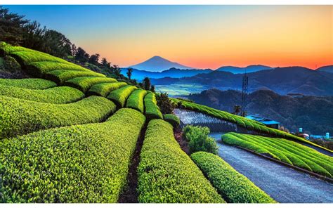 Beautiful Tea Plantation Wallpapers 1280x800 582017
