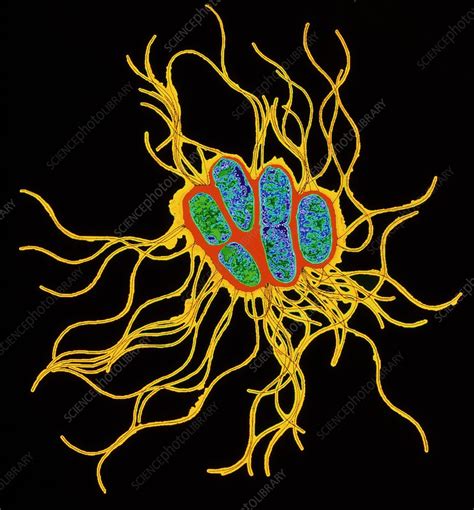 Coloured Tem Of Salmonella Bacteria Stock Image B220