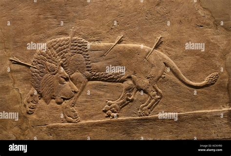 Hunting Mesopotamia Lion Relief Neo Assyrians 645 635 Bc Palace