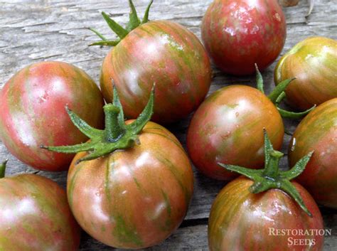 Purple Bumble Bee Tomato Organic Restoration Seeds