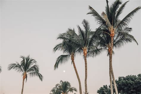 How Tall Do Palm Trees Grow | Chicago Land Gardening