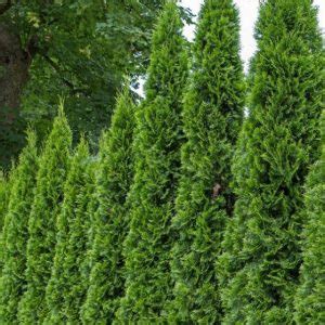 Top 5 Moderate to fast growing trees for privacy walls in Montreal ...