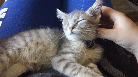 you won t believe what one kind woman did for a one eyed kitten found in a shelter photos