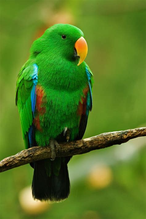 Filemale Eclectus Parrot Wikimedia Commons