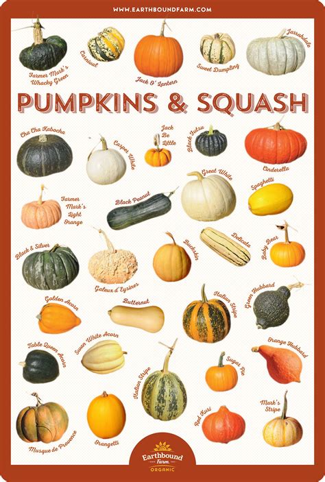 Types Of Squash Chart