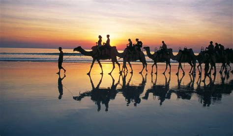 Oletko käynyt kohteessa cable beach club resort & spa? 10 Dream Holidays For Animal Lovers - Australian Traveller
