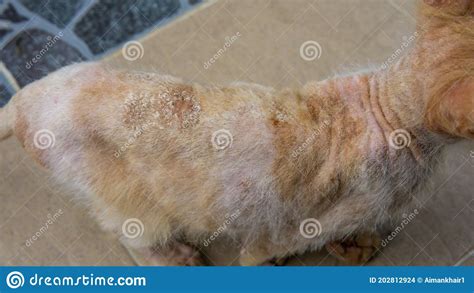 Cats Infections From Pictures