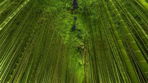 Japanese Bamboo Wallpapers Top Free Japanese Bamboo Backgrounds