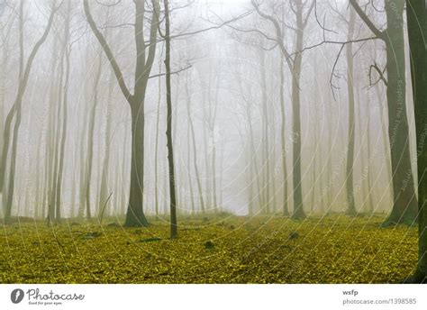 Fantasy Forest With Fog And Yellow Foliage A Royalty Free Stock Photo