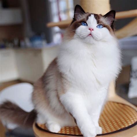 Ragdoll Cat Breed Profile Everything You Need To Know Cat Queries