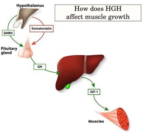 Hgh And Muscle Growth Is It Safe For Bodybuilding Best Hgh Doctors