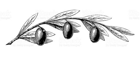 Olive Leaf Sketch Olive Olives Clipart Vector Sketch Hand Drawn Leaf