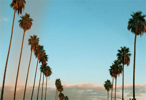 California Palm Trees Iphone Wallpapers On Wallpaperdog