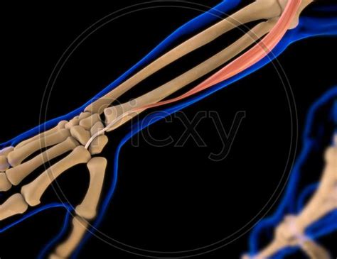 Image Of Extensor Carpi Radialis Longus Muscle Anatomy For Medical
