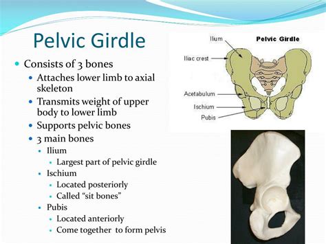 Ppt The Pelvic Girdle And Lower Limb Powerpoint Presentation Id My