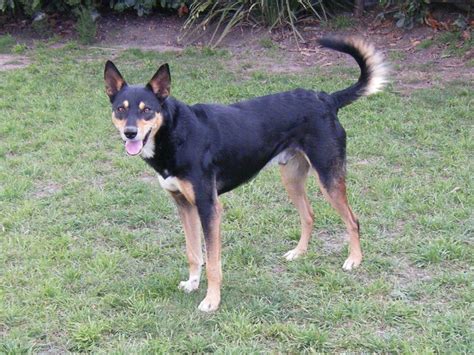 This is a kelpie, or working australian kelpie. Australian Kelpie Info, Puppies, Mix, Temperament, Pictures