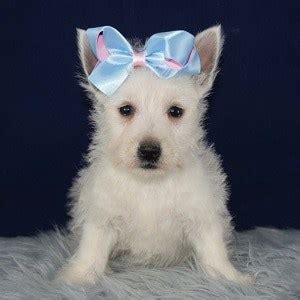 Placing puppies in pa, nj, ny, md, de and dc since 1973! Female Westie Puppy for Sale Dawn | Puppies for Sale in PA ...
