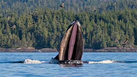 Whale Watching Tours In British Columbia International Property And Travel